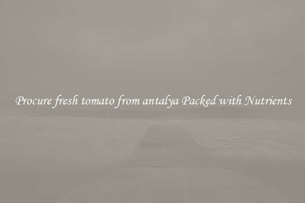 Procure fresh tomato from antalya Packed with Nutrients