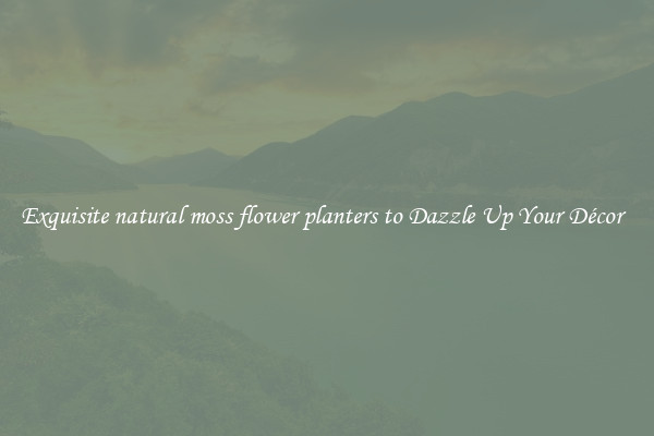 Exquisite natural moss flower planters to Dazzle Up Your Décor  